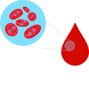 hemoglobine.png